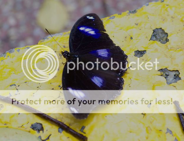 Blue spot violet