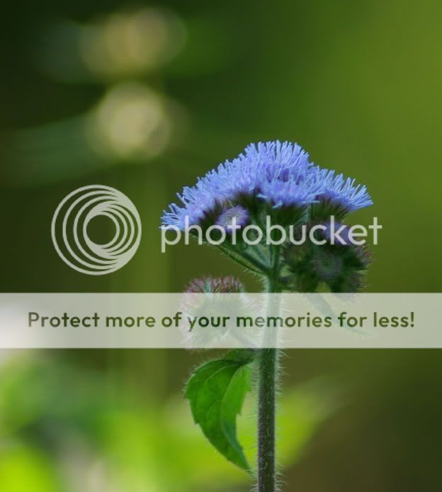 wild flower