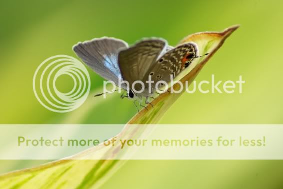 The grey butterfly