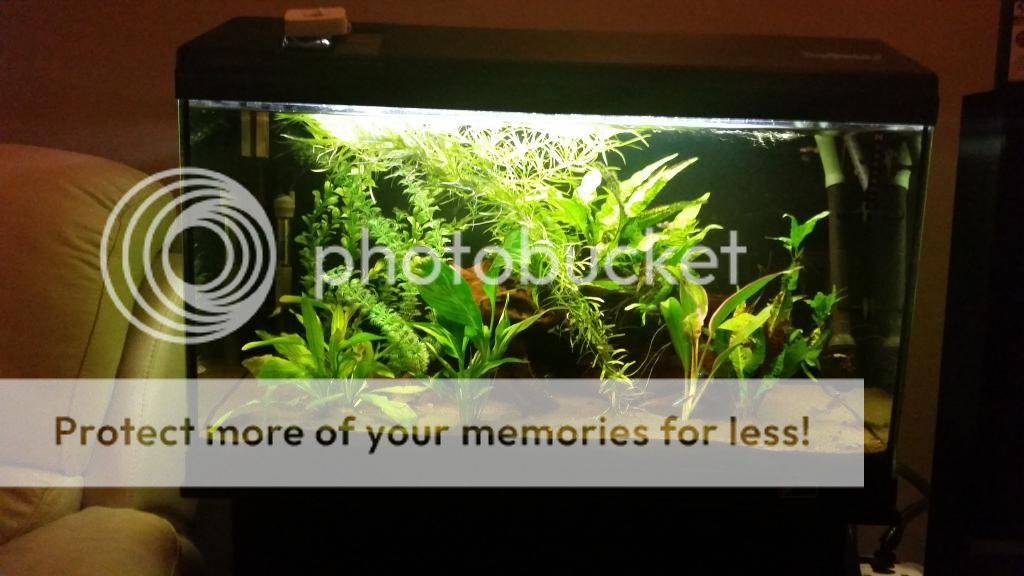 Posted Image