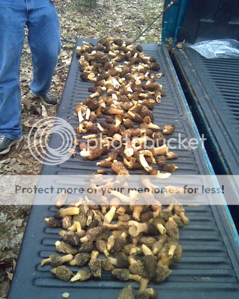 Morels Page 2 Archery Talk Forum