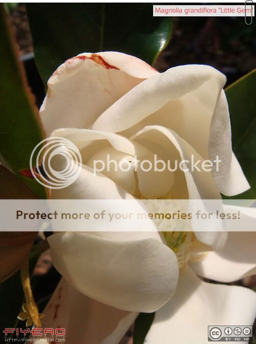 Magnolia grandiflora, Little Gem, แมกโนเลียดอกใหญ่, แมกโนเลียแกรนดิฟลอร่า, แมกโนเลีย, ต้นไม้หายาก, อากาศร้อน, ดอกไหม้, Magnolia, ต้นไม้, ดอกไม้, akitia.com Magnolia grandiflora, Little Gem, แมกโนเลียดอกใหญ่, แมกโนเลียแกรนดิฟลอร่า, แมกโนเลีย, ต้นไม้หายาก, อากาศร้อน, ดอกไหม้, Magnolia, ต้นไม้, ดอกไม้, akitia.com