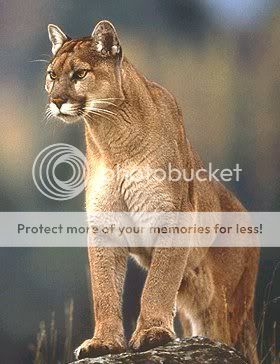 MountainLion.jpg